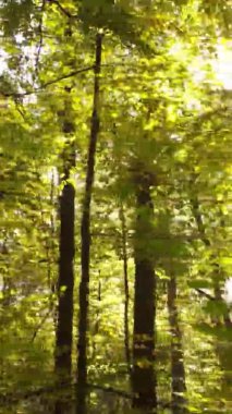 Ukrayna 'da bir sonbahar gününde bir orman manzarasının dikey videosu