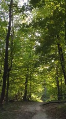 Ukrayna 'da bir sonbahar gününde bir orman manzarasının dikey videosu