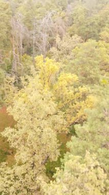 Ukrayna 'da bir sonbahar gününde bir orman manzarasının dikey videosu