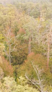Ukrayna 'da bir sonbahar gününde bir orman manzarasının dikey videosu