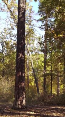 Ukrayna 'da bir sonbahar gününde bir orman manzarasının dikey videosu