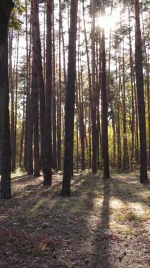 Ukrayna 'da bir sonbahar gününde bir orman manzarasının dikey videosu