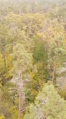 Ukrayna 'da bir sonbahar gününde bir orman manzarasının dikey videosu