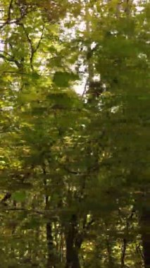 Ukrayna 'da bir sonbahar gününde bir orman manzarasının dikey videosu
