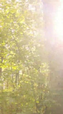 Ukrayna 'da bir sonbahar gününde bir orman manzarasının dikey videosu