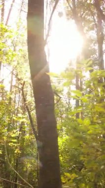 Ukrayna 'da bir sonbahar gününde bir orman manzarasının dikey videosu