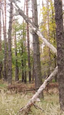 Ukrayna 'da bir sonbahar gününde bir orman manzarasının dikey videosu