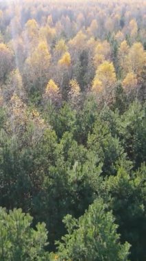 Ukrayna 'da bir sonbahar gününde bir orman manzarasının dikey videosu