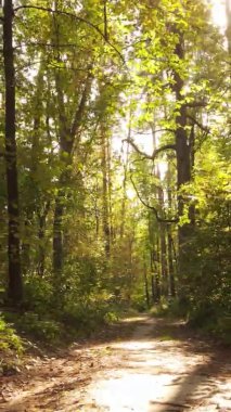 Ukrayna 'da bir sonbahar gününde bir orman manzarasının dikey videosu