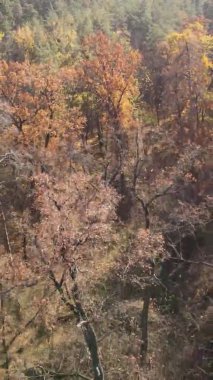 Ukrayna 'da bir sonbahar gününde bir orman manzarasının dikey videosu