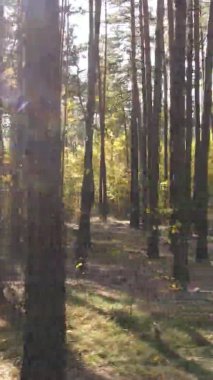 Ukrayna 'da bir sonbahar gününde bir orman manzarasının dikey videosu