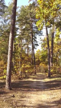 Ukrayna 'da bir sonbahar gününde bir orman manzarasının dikey videosu