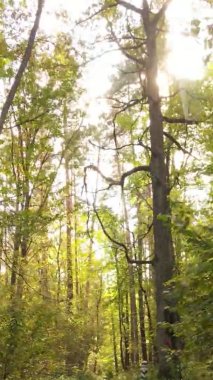 Ukrayna 'da bir sonbahar gününde bir orman manzarasının dikey videosu