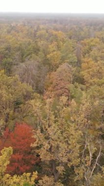 Ukrayna 'da bir sonbahar gününde bir orman manzarasının dikey videosu