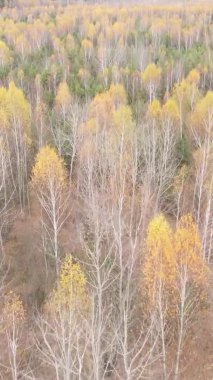 Ukrayna 'da bir sonbahar gününde bir orman manzarasının dikey videosu