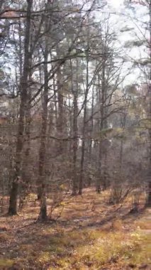 Ukrayna 'da bir sonbahar gününde bir orman manzarasının dikey videosu