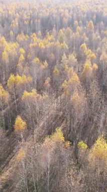 Ukrayna 'da bir sonbahar gününde bir orman manzarasının dikey videosu