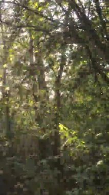 Ukrayna 'da bir sonbahar gününde bir orman manzarasının dikey videosu