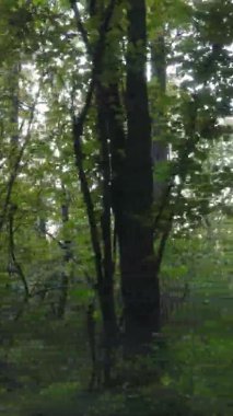 Ukrayna 'da bir sonbahar gününde bir orman manzarasının dikey videosu