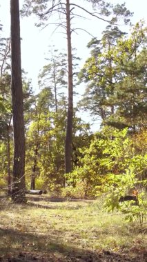 Ukrayna 'da bir sonbahar gününde bir orman manzarasının dikey videosu