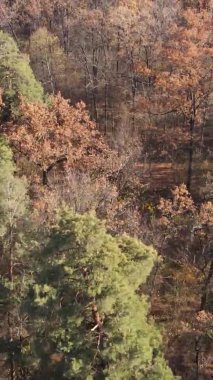 Ukrayna 'da bir sonbahar gününde bir orman manzarasının dikey videosu