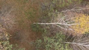 Ukrayna 'da bir sonbahar gününde bir orman manzarasının dikey videosu