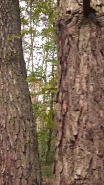 Ukrayna 'da bir sonbahar gününde bir orman manzarasının dikey videosu