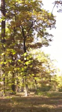 Ukrayna 'da bir sonbahar gününde bir orman manzarasının dikey videosu