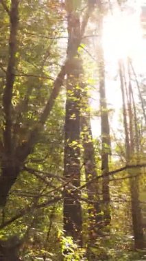 Ukrayna 'da bir sonbahar gününde bir orman manzarasının dikey videosu