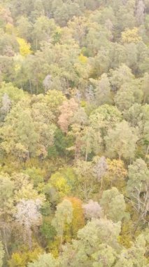 Ukrayna 'da bir sonbahar gününde bir orman manzarasının dikey videosu