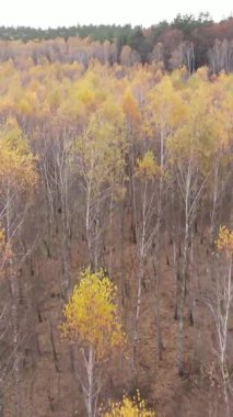 Ukrayna 'da bir sonbahar gününde bir orman manzarasının dikey videosu