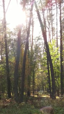 Ukrayna 'da bir sonbahar gününde bir orman manzarasının dikey videosu