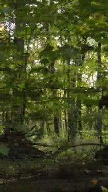 Ukrayna 'da bir sonbahar gününde bir orman manzarasının dikey videosu