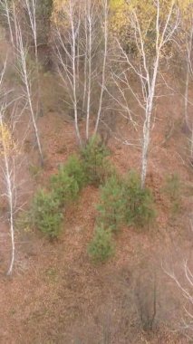 Ukrayna 'da bir sonbahar gününde bir orman manzarasının dikey videosu