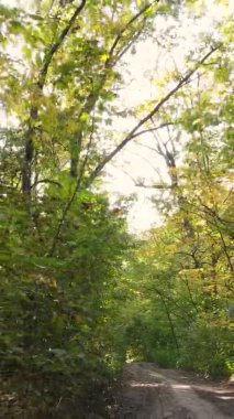 Ukrayna 'da bir sonbahar gününde bir orman manzarasının dikey videosu