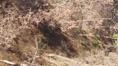 Ukrayna 'da bir sonbahar gününde bir orman manzarasının dikey videosu