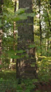 Ukrayna 'da bir sonbahar gününde bir orman manzarasının dikey videosu