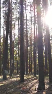 Ukrayna 'da bir sonbahar gününde bir orman manzarasının dikey videosu