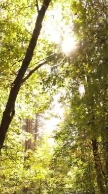 Ukrayna 'da bir sonbahar gününde bir orman manzarasının dikey videosu