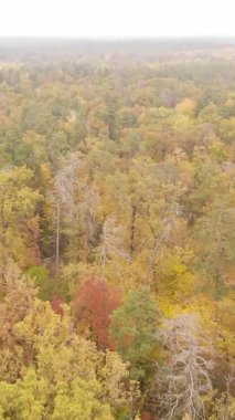 Ukrayna 'da bir sonbahar gününde bir orman manzarasının dikey videosu