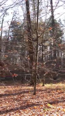 Ukrayna 'da bir sonbahar gününde bir orman manzarasının dikey videosu