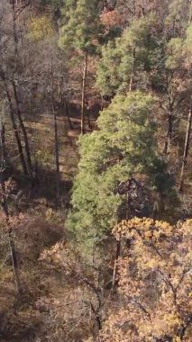 Ukrayna 'da bir sonbahar gününde bir orman manzarasının dikey videosu