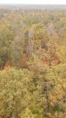 Ukrayna 'da bir sonbahar gününde bir orman manzarasının dikey videosu