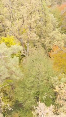 Ukrayna 'da bir sonbahar gününde bir orman manzarasının dikey videosu