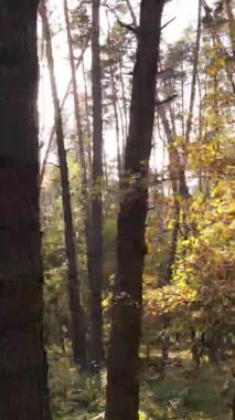 Ukrayna 'da bir sonbahar gününde bir orman manzarasının dikey videosu