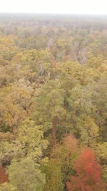 Ukrayna 'da bir sonbahar gününde bir orman manzarasının dikey videosu