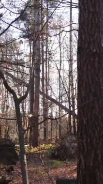 Ukrayna 'da bir sonbahar gününde bir orman manzarasının dikey videosu