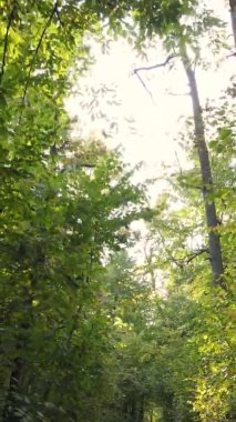 Ukrayna 'da bir sonbahar gününde bir orman manzarasının dikey videosu