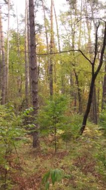 Ukrayna 'da bir sonbahar gününde bir orman manzarasının dikey videosu