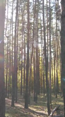 Ukrayna 'da bir sonbahar gününde bir orman manzarasının dikey videosu